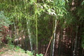 Des bambous partout le long des cours d'eau